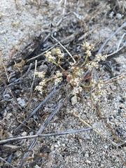Chorizanthe parryi parryi