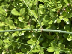 Equisetum ramosissimum