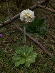 Primula denticulata