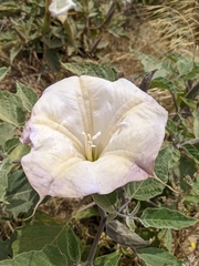 Datura wrightii