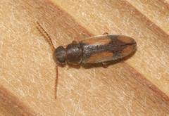 Polypria cruxrufa