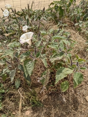 Datura wrightii