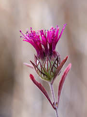 Monardella douglasii