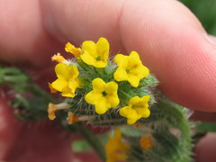 Amsinckia lycopsoides