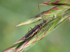 Lycocerus