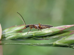 Lycocerus