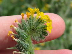 Amsinckia lycopsoides