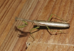 Stagmomantis resacae