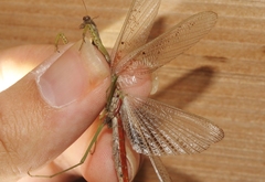 Stagmomantis resacae