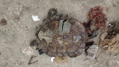 Rhinoclemmys pulcherrima rogerbarbouri