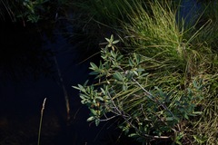 Frangula californica tomentella