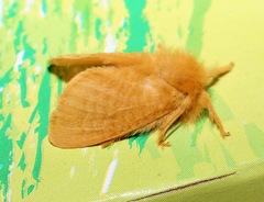 Megalopyge pyxidifera