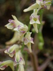 Corydalis ophiocarpa