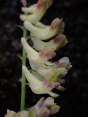 Corydalis ophiocarpa