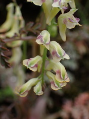 Corydalis ophiocarpa