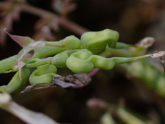 Corydalis ophiocarpa