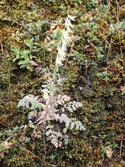 Corydalis ophiocarpa