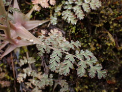 Corydalis ophiocarpa