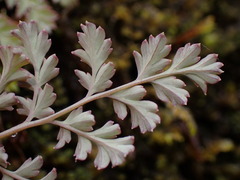 Corydalis ophiocarpa