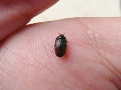 Trogoderma variabile