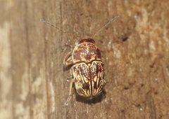 Pachybrachis turbidus