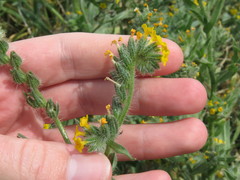 Amsinckia lycopsoides