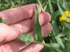 Amsinckia lycopsoides