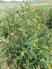 Amsinckia lycopsoides