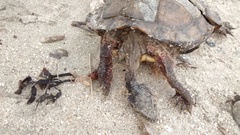 Rhinoclemmys pulcherrima rogerbarbouri