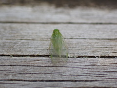 Tropiduchinae