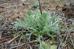 Artemisia norvegica