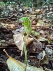 Pterostylis alveata