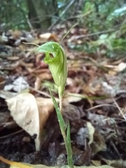 Pterostylis alveata