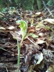 Pterostylis alveata