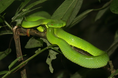 Trimeresurus popeiorum