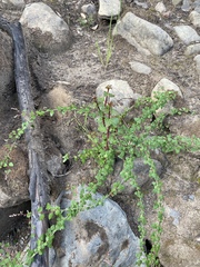 Holodiscus discolor cedrorum