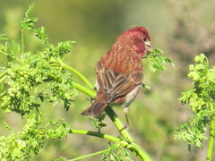 Haemorhous purpureus californicus