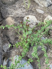 Holodiscus discolor cedrorum