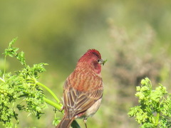 Haemorhous purpureus californicus