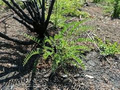 Astragalus trichopodus
