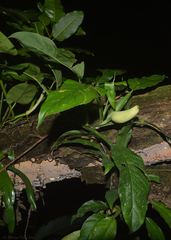 Philodendron propinquum