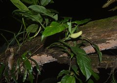 Philodendron propinquum