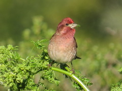 Haemorhous purpureus californicus