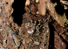 Aegomorphus vetustus