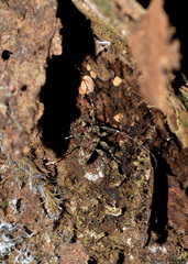 Aegomorphus vetustus