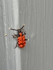 Lemodes coccinea