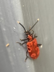 Lemodes coccinea