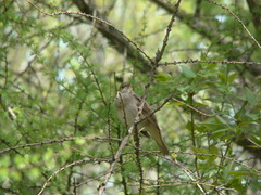 Luscinia luscinia