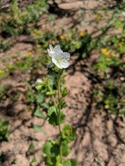 Phacelia viscida albiflora