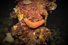 Australostichopus mollis